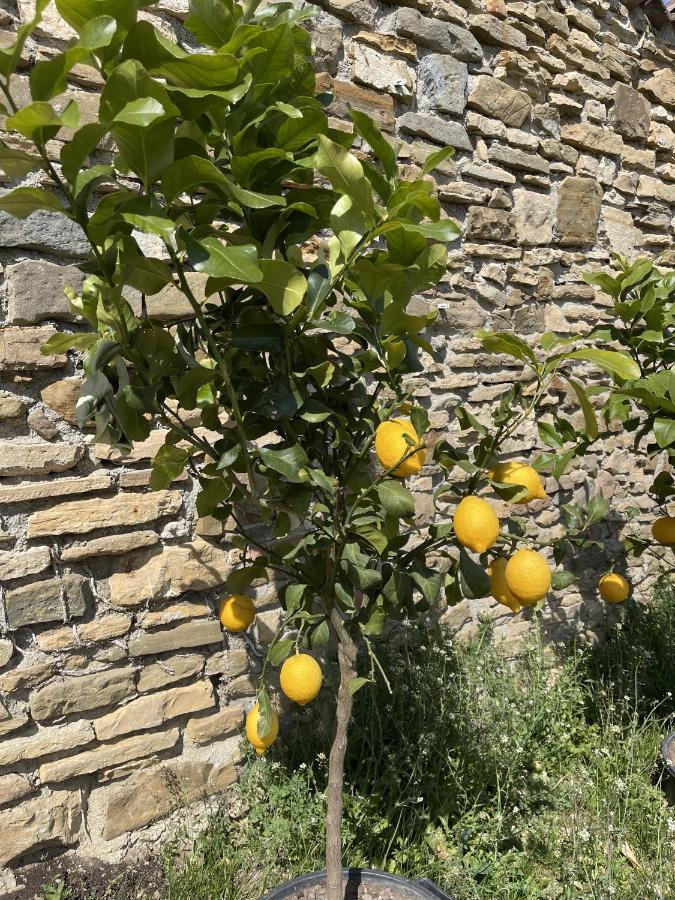 بيرغامو Foresteria Antica Bastia B&B المظهر الخارجي الصورة